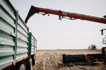 View of transshipment from agricultural harvester, combine to the trailer, unloading harvested sunflower.