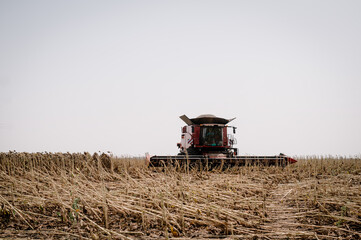 Combine in a field on a sunny day mowing ripe, dry sunflowers. Autumn harvest.