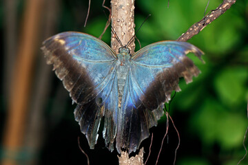 morpho flies refer to several species of distinctly blue butterfly under the genus Morpho,