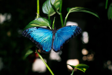 Blue morpho may refer to several species of distinctly blue butterfly under the genus Morpho sitting on a plant
