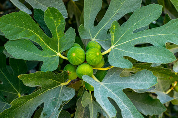 Ficus with fruit. Cyprus. Unripe fruit on green leaves.