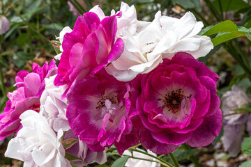 Flowers of ‘Brilliant Pink Iceberg’ Floribunda Rose