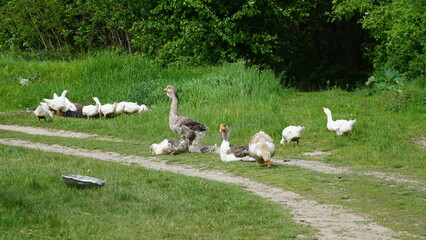 a flock of geese in the poultry farm. flock of ducks.