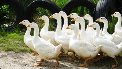 Flock of domestic geese on a green meadow. Summer green rural farm landscape. Geese in the grass, domestic bird, flock of geese, panoramic view © Nelia2