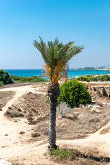 Palm. Archaeological Site of Nea Paphos. Cyprus.