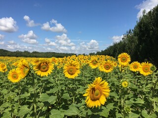 Champ de tournesols sous un beau ciel bleu