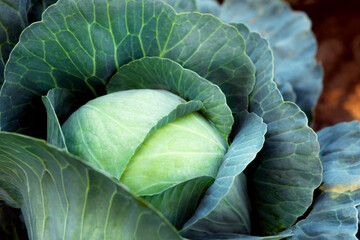 Fresh, white cabbage growing in a vegetable garden on a farm.