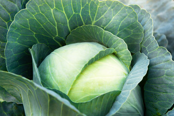 Obraz premium Fresh, white cabbage growing in a vegetable garden on a farm.