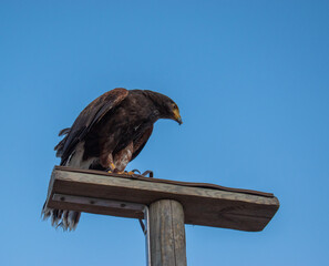 Aigle perché