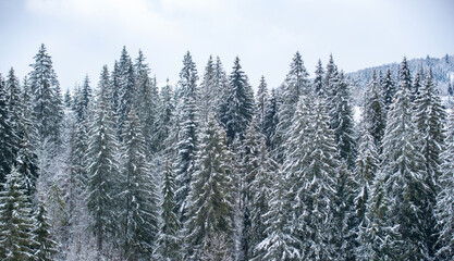 Snow covered pine trees in the mountains on winter landscape. Winter forest background. Snow cowered pine trees, winter background. Cold and snowy winter mountains.
