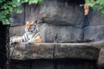 Beautiful Amur Tiger resting in the sun