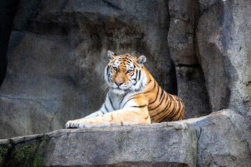 Fototapeta na wymiar Amur Tiger resting pose