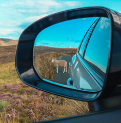 Single sheep walking on the road, seen in the car mirror view in the national park in Ireland.