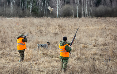 Pheasant hunting, hunters with guns and a dog are standing in the tall grass