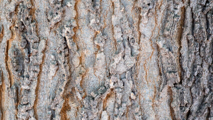 texture of the bark