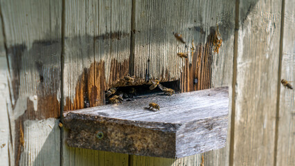 Bees at beehive entrance. Close-up of flying bees. Wooden beehive and bees. Working bees collecting yellow pollen.