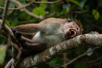 Macaque monkey in the forest lying on a tree branch. She yawns, close eyes and show teeth.