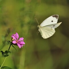 Butterfly and Wildflowers in the Evening Glow 