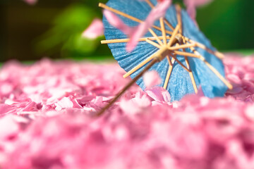 Springtime Sakura Scene Background / Miniature paper parasol on carpet of falling cherry blossom petals in spring (copy space) - 525706738