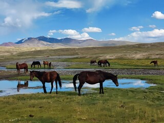 horses on the lake in Kyrgyztan mountains