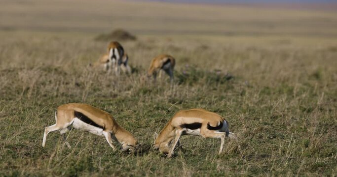 Slow motion close-up view of two Thomson's gazelle males rutting, fighting for dominance