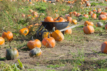 orange pumpkins with some in a wheelbarrow in a pumpkin patch on an autumn fall sunny day medium...