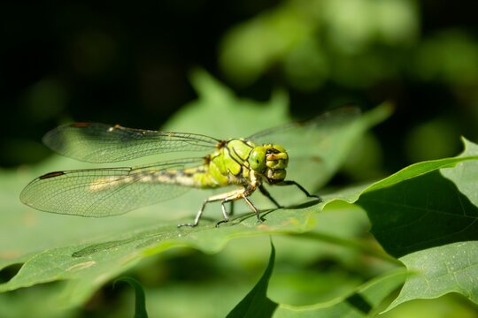 Dragonfly standing on a green plant leaf in the garden in bright sunlight
