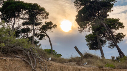 Soleil couchant, plage Les Muscleres à l'Escala, Espagne. - 525707522