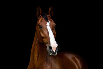 Obraz premium Portrait of a brown horse in front of black background