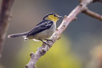 Barred Becard (pachyramphus versicolor). Bird perched quietly on a tree branch