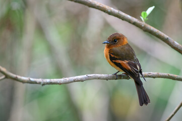 Fototapeta premium Cinnamon Flycatcher (pyrrhomyias cinnamomeus). Small flycatcher resting on the branch