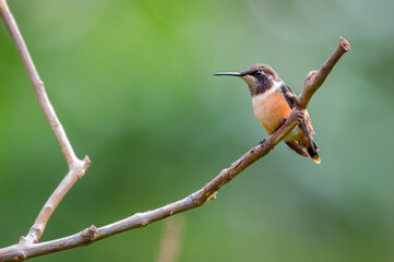 Fototapeta premium White-bellied Woodstar (chaetocercus mulsant). Small hummingbird perched on a dry branch