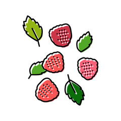 ripe raspberry berries color icon vector illustration