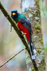 Masked trogon (Trogon personatus). Colorful bird looking at the camera from a tree
