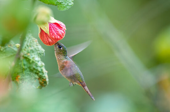 Fawn-breasted Brilliant (heliodoxa rubinoides). Symbiosis of the hummingbird and the flower