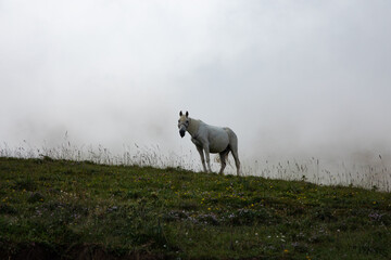 Obraz na płótnie Canvas Horse in a cloudy mountains