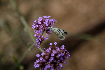 fiori