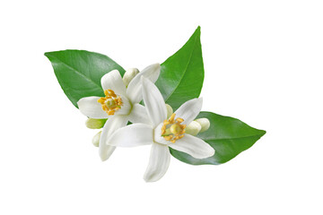 Neroli blossom. Citrus bloom. Orange tree white flowers, buds and leaves isolated transparent png.  - Powered by Adobe