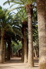 Cala en Blanes, Menorca (Minorca), Spain. Palm trees near the picturesque beach - Platja Cala en Blanes