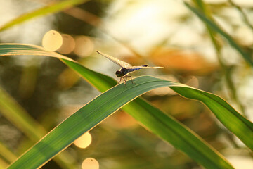 草にとまるトンボが夕焼けに染まる © Kinkuro Digital