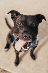 Cute pitbull looking at the camera