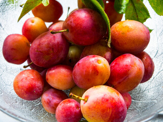 Plum trees and fruit in my garden in Northern England