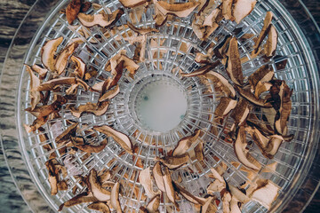 
Mushrooms drying in food dehydrator - food preparation for winter storing