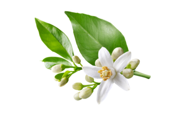 Orange tree blossom single white flower isolated transparent png. Neroli citrus bloom.