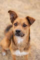 Portrait of a beautiful dog outdoors