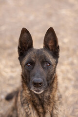 dutch shepherd dog portrait outdoors