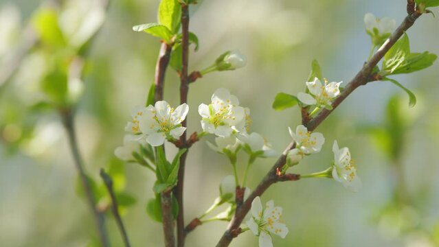 Cherry tree blooming with white flowers in spring. Nice white cherry spring flowers branch on tree nature awakening. Slow motion.