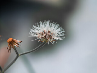 Beautiful dandelion in the morning, macro photography, extreme close up