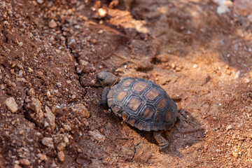A baby desert tortoise, Gopherus agassizii, wandering through the Sonoran Desert after recent summer monsoon rains. A young and incredibly cute reptile. Pima County, Oro Valley, Arizona, USA.
