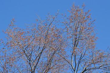 tree in winter
, blue sky